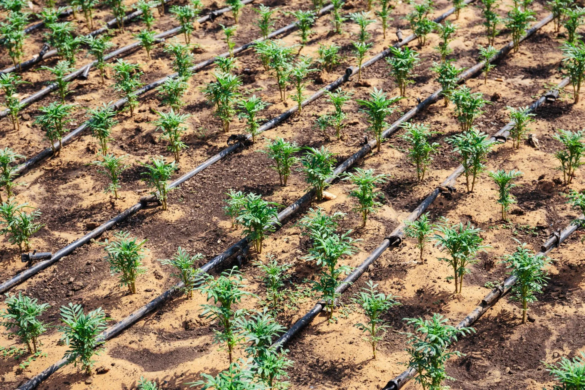 Distribution of Plants and Agricultural Support