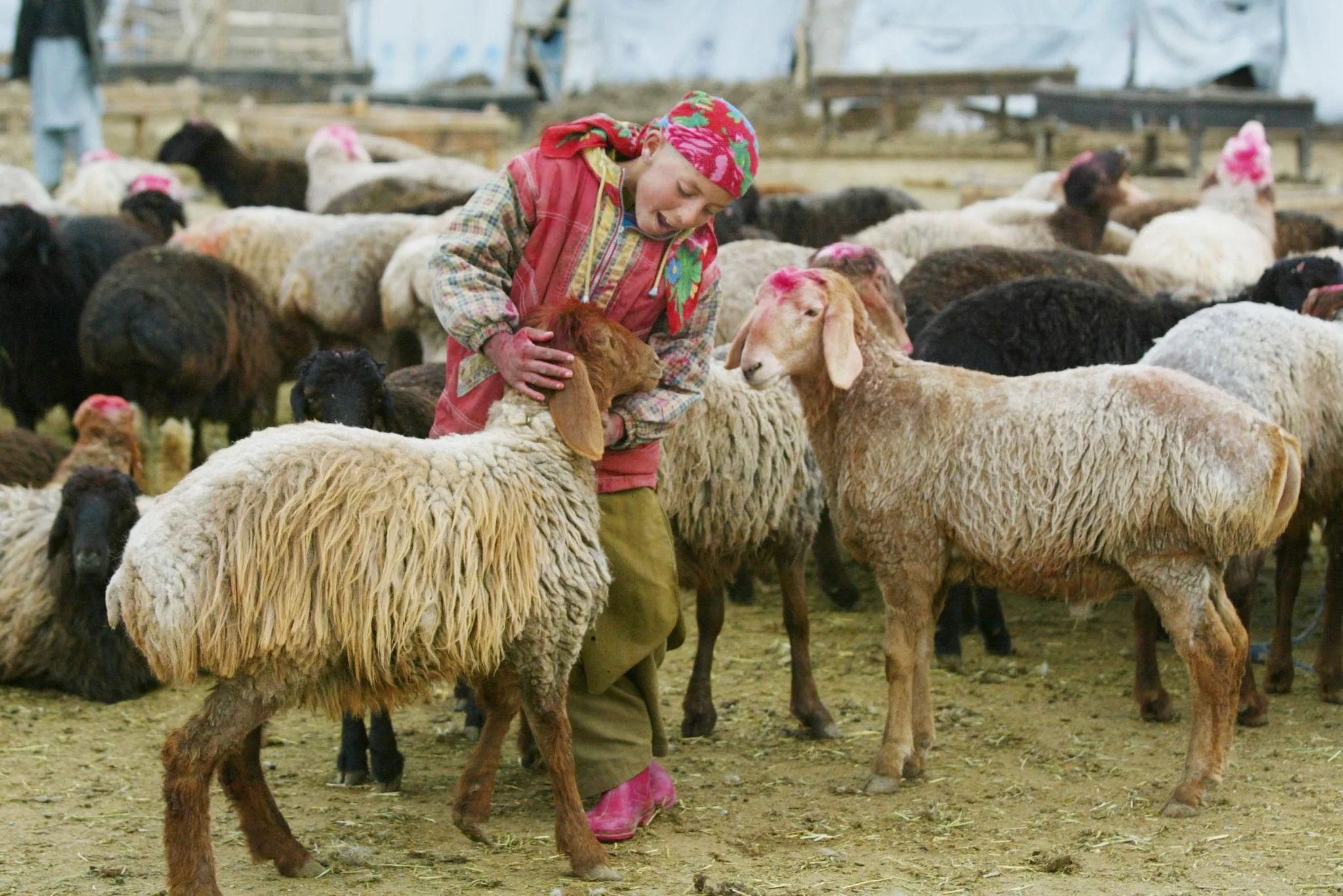 Share Your Qurbani, Spread Hope